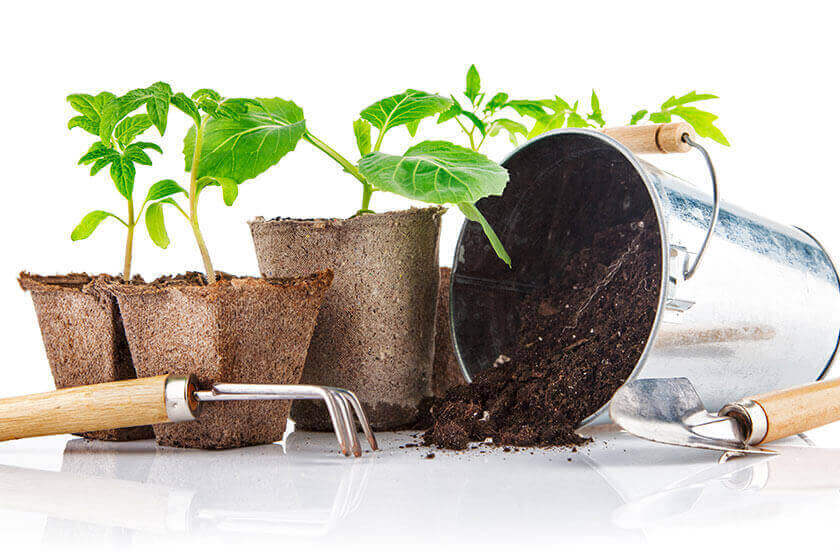 Gardening Safety Tips For Seniors